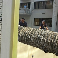 palma caduta Palazzo Amet - Unep di via Montegrappa