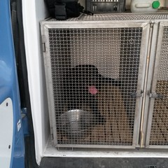 allarme bomba Amet - unità cinofile