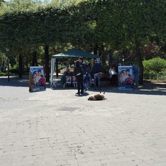 Azalea della ricerca in piazza della Repubblica