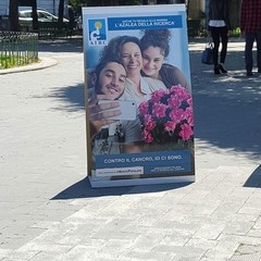 Azalea della ricerca in piazza della Repubblica