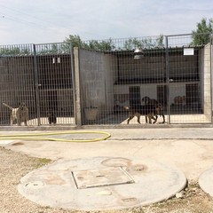 Caos al rifiugio San Francesco, scontro tra l'Oipa e la Lega Nazionale