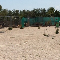 Caos al rifiugio San Francesco, scontro tra l'Oipa e la Lega Nazionale