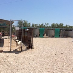 Caos al rifiugio San Francesco, scontro tra l'Oipa e la Lega Nazionale