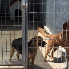 Caos al rifiugio San Francesco, scontro tra l'Oipa e la Lega Nazionale