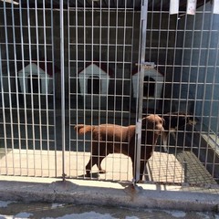 Caos al rifiugio San Francesco, scontro tra l'Oipa e la Lega Nazionale