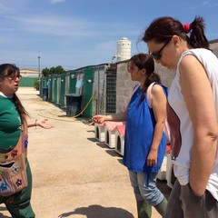 Caos al rifiugio San Francesco, scontro tra l'Oipa e la Lega Nazionale