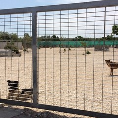 Caos al rifiugio San Francesco, scontro tra l'Oipa e la Lega Nazionale