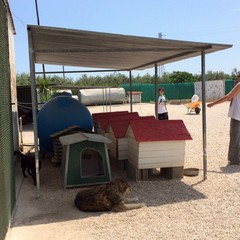 Caos al rifiugio San Francesco, scontro tra l'Oipa e la Lega Nazionale