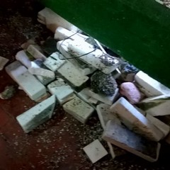 Vandali in azione nell'acquario della villa comunale