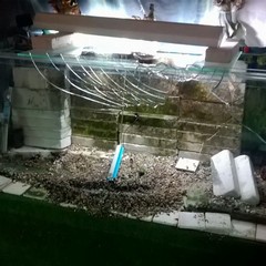 Vandali in azione nell'acquario della villa comunale