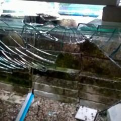 Vandali in azione nell'acquario della villa comunale