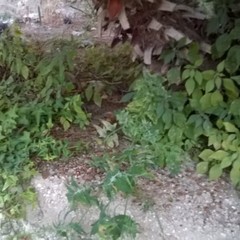 Vandali in azione nell'acquario della villa comunale