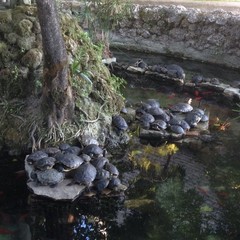 Vandali in azione nell'acquario della villa comunale