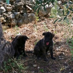 Canile sanitario pieno, 4 cuccioli in attesa del sindaco