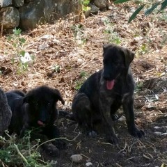 Canile sanitario pieno, 4 cuccioli in attesa del sindaco