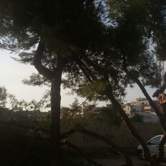 Albero caduto a pozzopiano