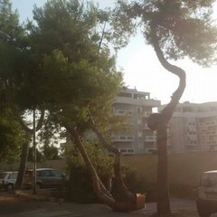 Albero caduto a pozzopiano