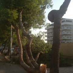 Albero caduto a pozzopiano