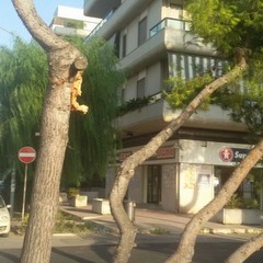 Albero caduto a pozzopiano