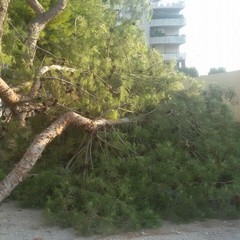 Albero caduto a pozzopiano