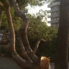 Albero caduto a pozzopiano