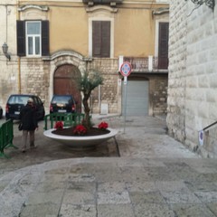Installati due ulivi all'ingresso della chiesa di Santa chiara