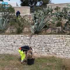Pulizia straordinaria dei tratti di Colonna e Baia del pescatore