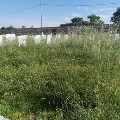 Campo del cimitero invaso da folte sterpaglie