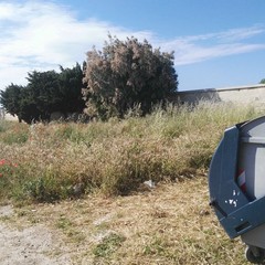 Campo del cimitero invaso da folte sterpaglie