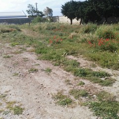 Campo del cimitero invaso da folte sterpaglie