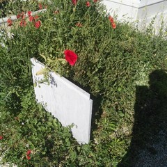 Campo del cimitero invaso da folte sterpaglie