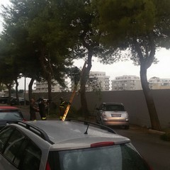 Ramo si stacca dall'albero in via Bari