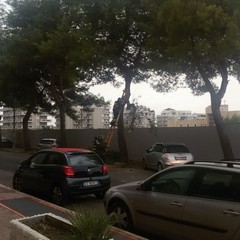 Ramo si stacca dall'albero in via Bari