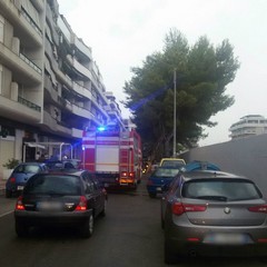 Ramo di pino si stacca  dall'albero e cade al centro strada