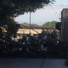 Albero cade sulla strettoia di via Pozzopiano
