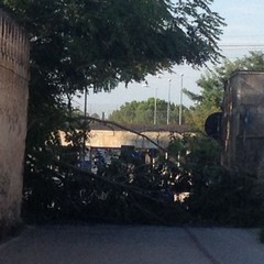 Albero cade sulla strettoia di via Pozzopiano