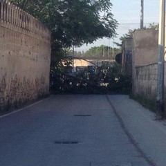 Albero cade sulla strettoia di via Pozzopiano