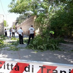Albero caduto sulla strettoia: tagliato abusivamente da ignoti