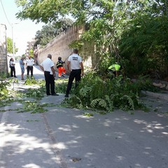 Albero caduto sulla strettoia: tagliato abusivamente da ignoti