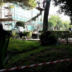 Palma abbattuta in villa Comunale