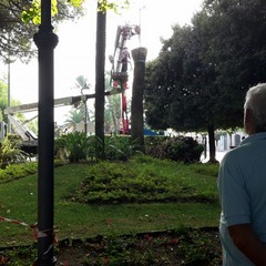 Palma abbattuta in villa Comunale