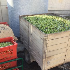 Frantoio Oro di Trani