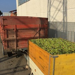 Frantoio Oro di Trani