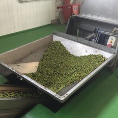 Frantoio Oro di Trani