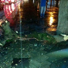Precipita un grosso ramo in Piazza della Repubblica