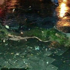 Precipita un grosso ramo in Piazza della Repubblica