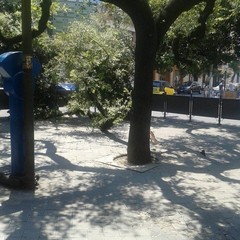 Cade un grosso ramo in piazza della Repubblica