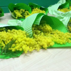 Una mimosa per celebrare le grandi donne tranesi