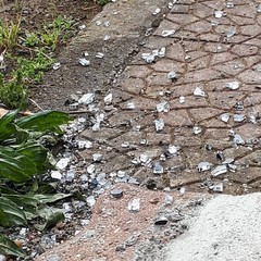 Vandali in azione al Palazzetto dello Sport