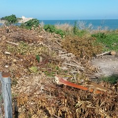 Zona Mongelli, scoperta discarica di residui di potatura